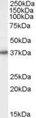 Anti-BPNT1 antibody, C-term used in Western Blot (WB). GTX89004
