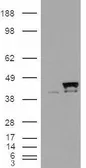 Anti-Cyclophilin 40 antibody, Internal used in Western Blot (WB). GTX89009