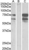 Anti-Neurexin 1 antibody, C-term used in Western Blot (WB). GTX89028