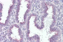 Anti-RER1 antibody, C-term used in IHC (Paraffin sections) (IHC-P). GTX89039