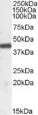 Anti-ILF2 antibody, Internal used in Western Blot (WB). GTX89104