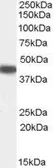 Anti-SerpinB9 antibody, Internal used in Western Blot (WB). GTX89125