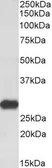 Anti-LXN antibody, C-term used in Western Blot (WB). GTX89143