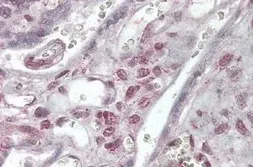 Anti-XLF antibody, C-term used in IHC (Paraffin sections) (IHC-P). GTX89244
