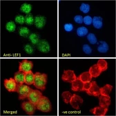 Anti-LEF1 antibody, Internal used in Immunocytochemistry/ Immunofluorescence (ICC/IF). GTX89284