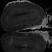 Anti-NCAM2 antibody, C-term used in IHC (Frozen sections) (IHC-Fr). GTX89311