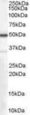 Anti-Chromogranin A precursor antibody, Internal used in Western Blot (WB). GTX89334