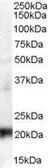 Anti-HP1 gamma antibody, Internal used in Western Blot (WB). GTX89454