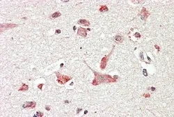 Anti-GOLGA6 / GLP antibody, Internal used in IHC (Paraffin sections) (IHC-P). GTX89479