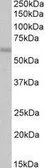 Anti-CREB3L1 antibody, C-term used in Western Blot (WB). GTX89497
