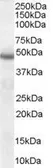 Anti-Neuroserpin antibody, C-term used in Western Blot (WB). GTX89544