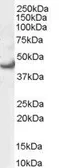 Anti-ERK1 antibody, N-term used in Western Blot (WB). GTX89563