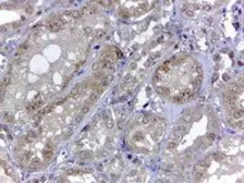 Anti-Renalase (aa 224 to 233) antibody, Internal used in IHC (Paraffin sections) (IHC-P). GTX89570