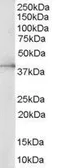 Anti-ERK2 antibody, Internal used in Western Blot (WB). GTX89615