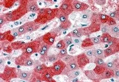 Anti-58K Golgi protein antibody, Internal used in IHC (Paraffin sections) (IHC-P). GTX89671