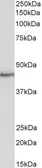 Anti-STAP2 antibody, C-term used in Western Blot (WB). GTX89679