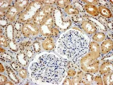 Anti-WHIP antibody, C-term used in IHC (Paraffin sections) (IHC-P). GTX89707