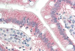 Anti-RNF39 antibody, C-term used in IHC (Paraffin sections) (IHC-P). GTX89713