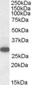 Anti-RGS18 antibody, C-term used in Western Blot (WB). GTX89731
