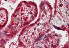 Anti-FAPP2 antibody, C-term used in IHC (Paraffin sections) (IHC-P). GTX89754