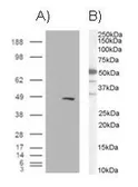Anti-BAF57 antibody, C-term used in Western Blot (WB). GTX89755