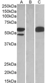 Anti-SSA1 antibody, C-term used in Western Blot (WB). GTX89811