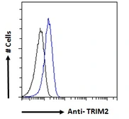 Anti-TRIM2 antibody, C-term used in Flow cytometry (FACS). GTX89871