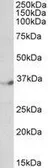 Anti-DPF1 antibody, C-term used in Western Blot (WB). GTX89872