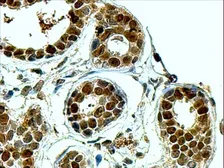 Anti-APE1 antibody, N-term used in IHC (Paraffin sections) (IHC-P). GTX89912