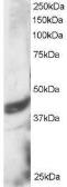 Anti-DAP3 antibody, C-term used in Western Blot (WB). GTX89921