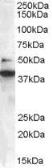 Anti-Bif-1 antibody, C-term used in Western Blot (WB). GTX89961