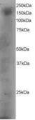 Anti-DOCK1 antibody, C-term used in Western Blot (WB). GTX89965