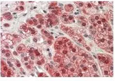 Anti-MTR antibody, C-term used in IHC (Paraffin sections) (IHC-P). GTX89998