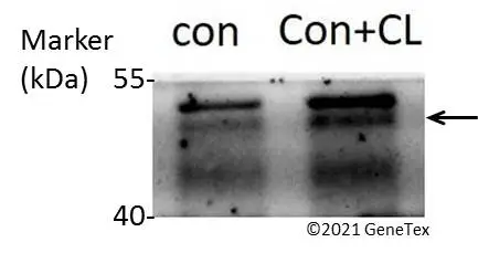 abelページ 2018年モデル カシオ エクスワード XD-Zシリーズ 電子辞書