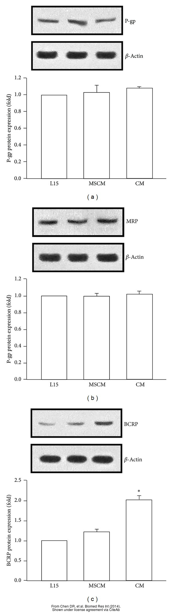 AntiP Glycoprotein antibody (GTX108370)