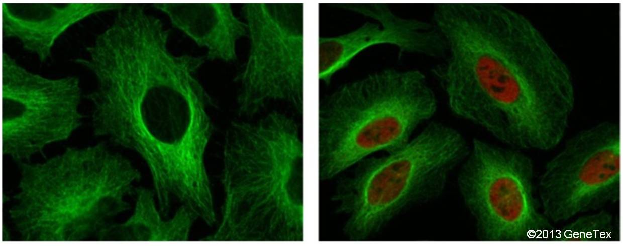 あ　H I F Niles Flasher Relay HF312 12Volt NOS Made In Japan | eBay