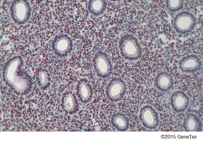 Anti-5-Methylcytosine / 5-mC antibody [GT4111] (GTX629448) | GeneTex