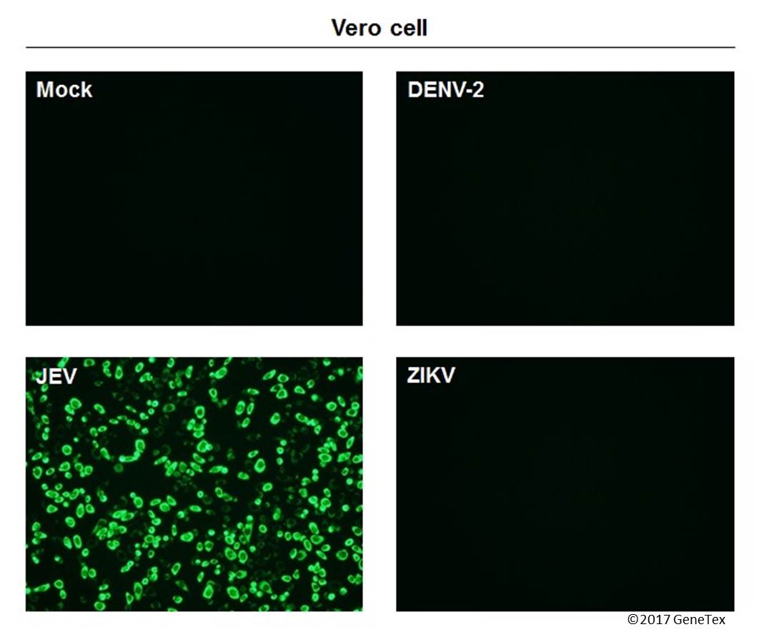Anti-Japanese encephalitis virus NS1 antibody [GT1448] (GTX633819