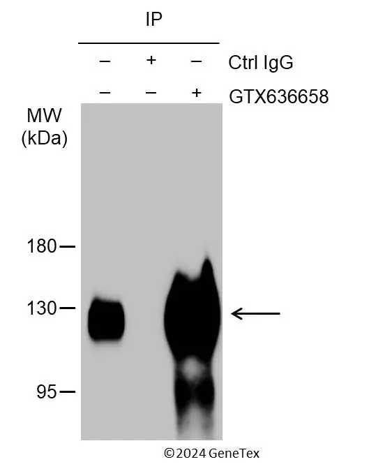 Anti-Integrin beta 1 / CD29 antibody [HL1256] (GTX636658