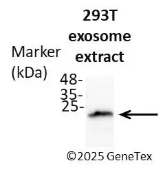 Anti-CD81 antibody [HL1666] (GTX637264) | GeneTex