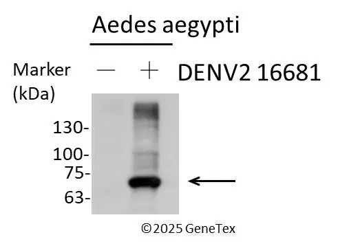 Anti-Dengue virus NS3 protein antibody [HL2239] (GTX638284