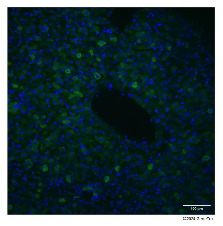 Anti-Yellow Fever virus Envelope Protein antibody [HL2730