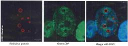 Anti-CBP antibody [C3], C-term used in Immunocytochemistry/ Immunofluorescence (ICC/IF). GTX101249
