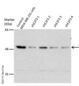Anti-E2F3 antibody [N2C3] used in Western Blot (WB). GTX102302