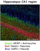 Anti-GFAP antibody used in IHC (Frozen sections) (IHC-Fr). GTX108711